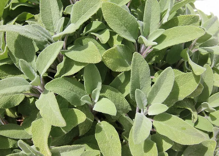 호텔 Intorno Al Fico 피우미치노