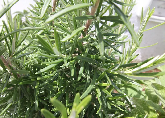 Intorno Al Fico 3* 피우미치노