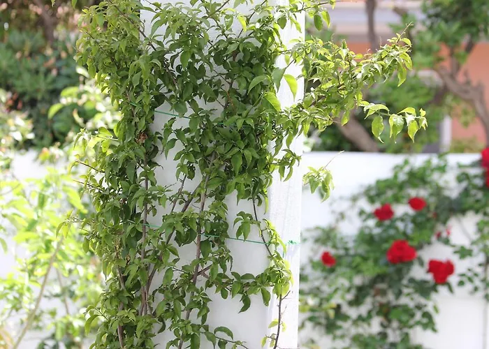 Intorno Al Fico 3* 피우미치노